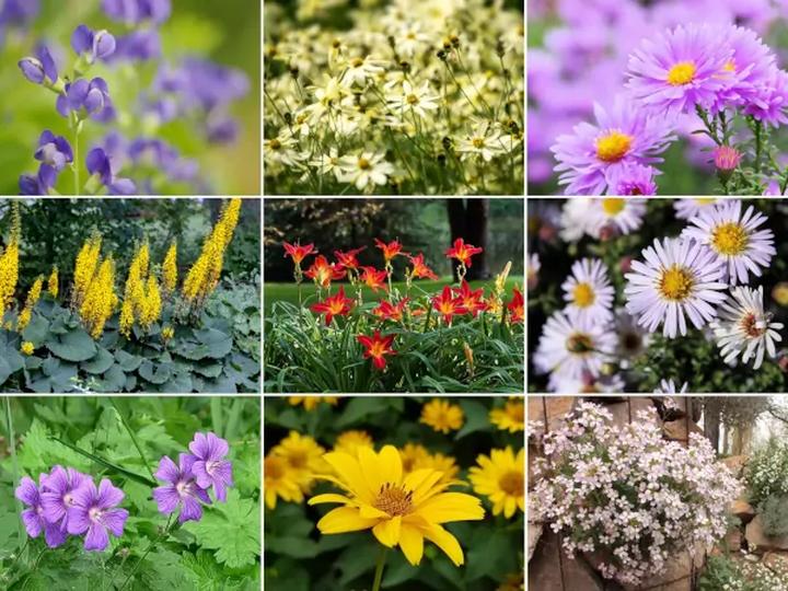 Pielęgnacja rabat wieloletnich