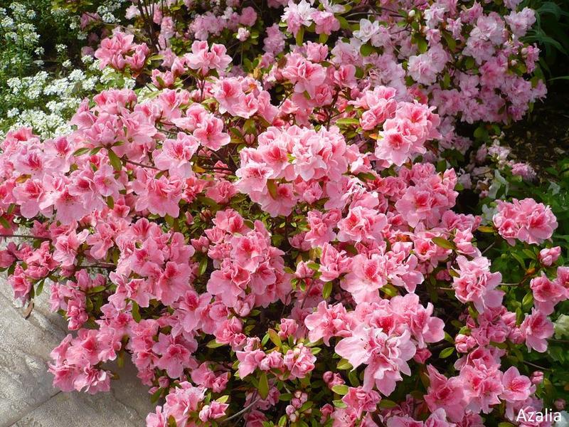 Pielęgnacja roślin kwasolubnych