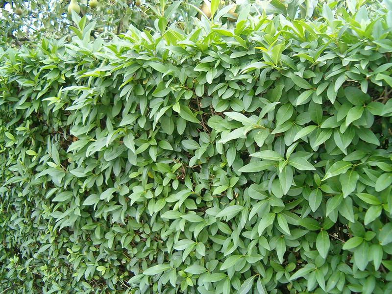 Pielęgnacja żywopłotu w ogrodzie