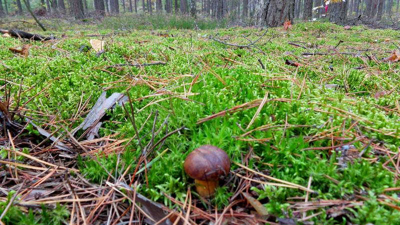 Poradnik dla początkujących grzybiarzy