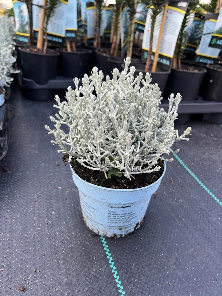 Przewodnik i ciekawostki o kalocefalusie Browna