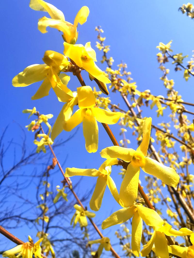 Przycinanie forsycji krok po kroku