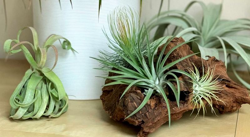 Rośliny bez korzeni