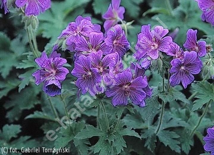 Rozmnażanie geranium w domu