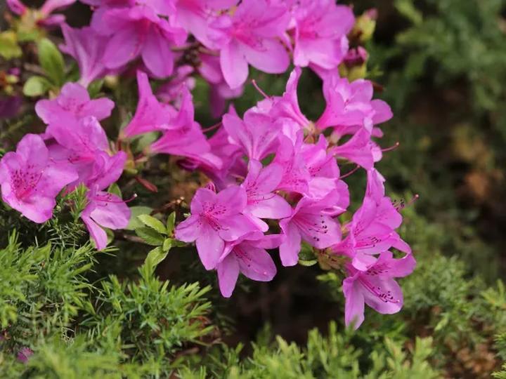 Sadzenie roślin kwasolubnych terminy