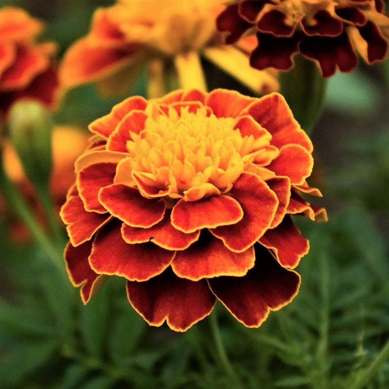 Siew aksamitki w gruncie