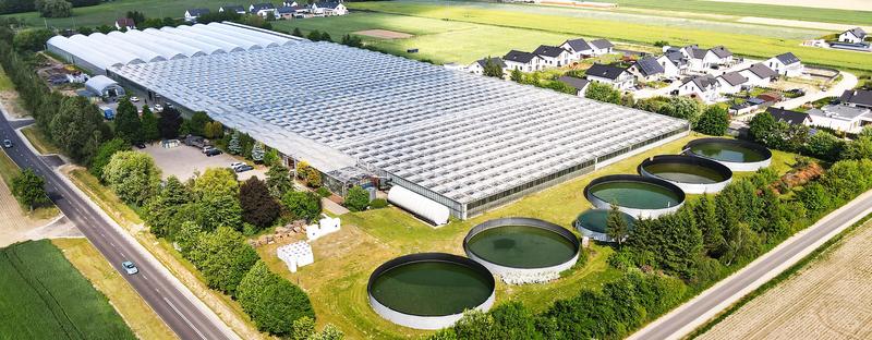 Techniki mulczowania w ogrodzie