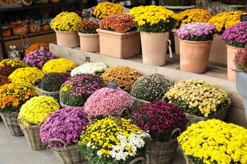 Trwałe kwiaty na cmentarz