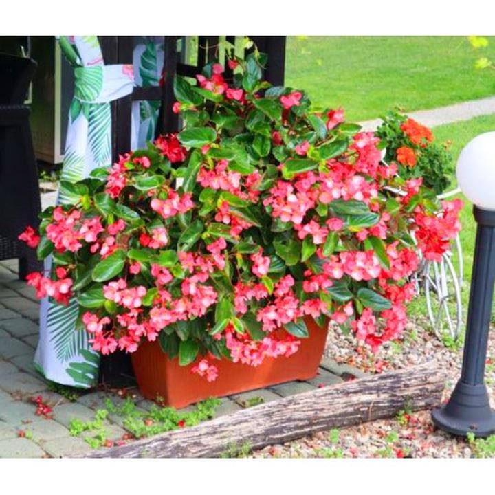 Uprawa begonii dragon