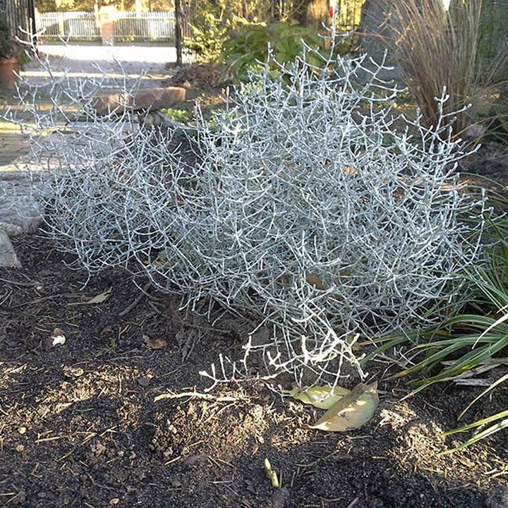 Uprawa i pielęgnacja kalocefalusa Browna