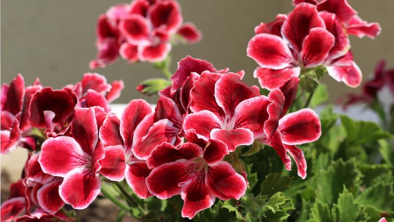 Uprawa pelargonii