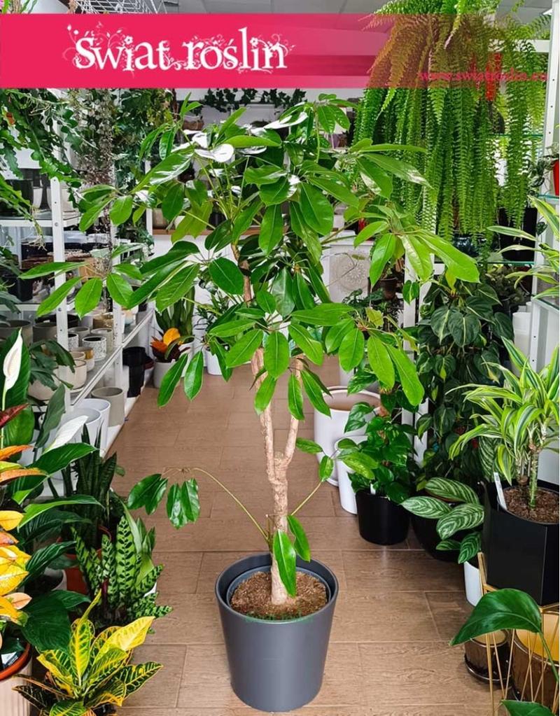 Uprawa szeflery drzewkowatej