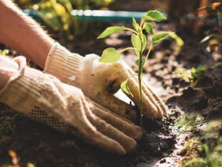 Utrzymanie wilgotności gleby