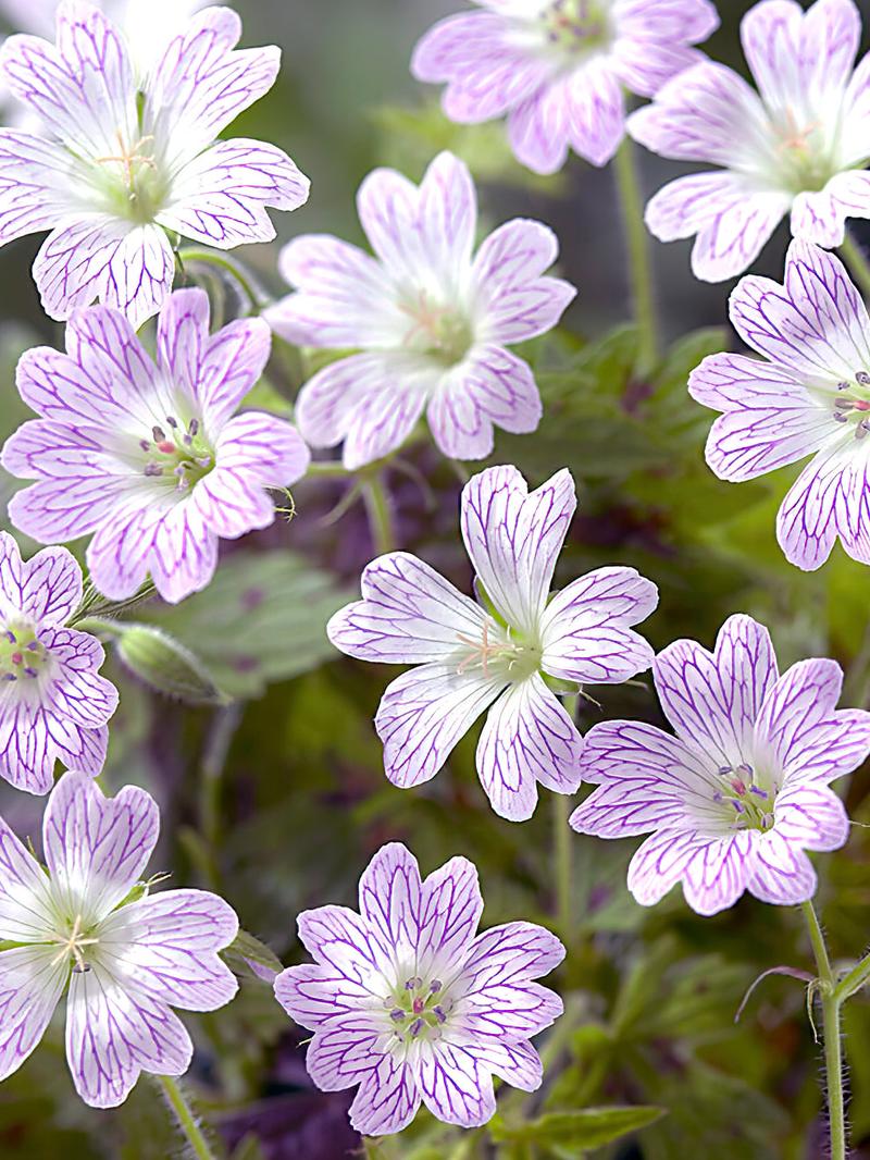 Warunki do rozmnażania geranium