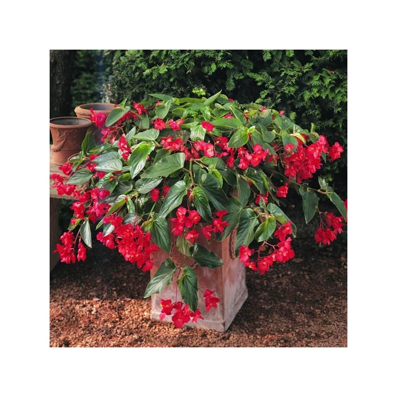 Warunki świetlne i temperaturowe begonii