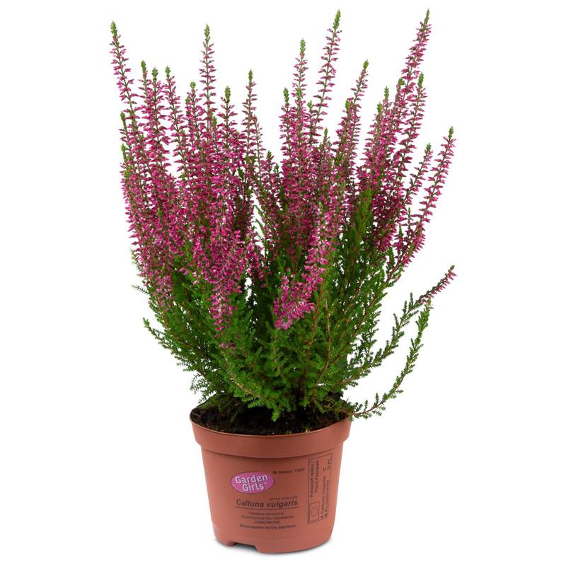 Wpływ klimatu na wrzosy