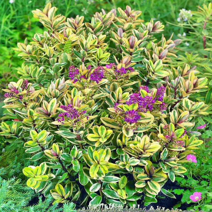 Wybór stanowiska i gleby dla hebe