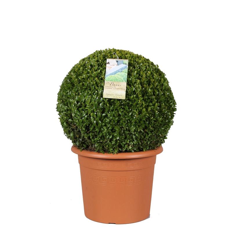 Wysychanie bukszpanu zapobieganie