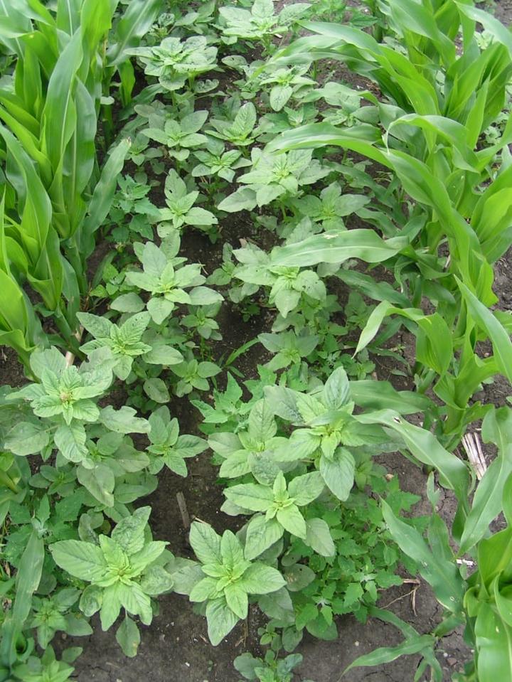 Zapobieganie inwazji chwastów w ogrodzie