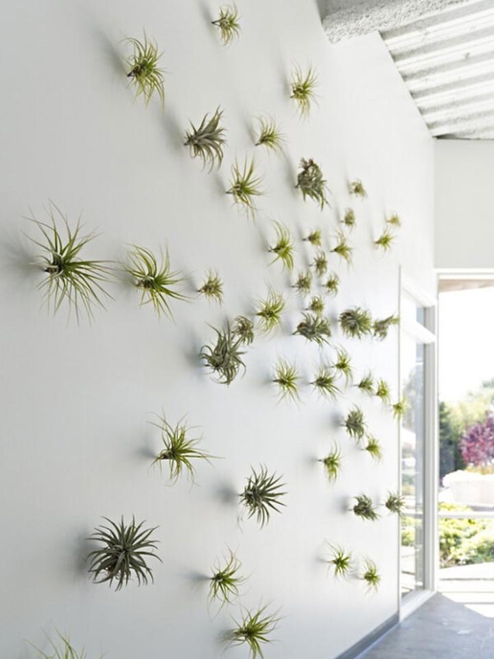 Zastosowania w medycynie i dekoracjach