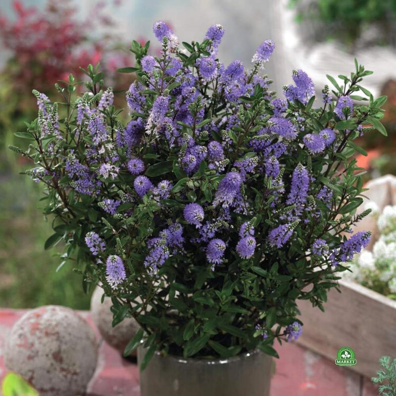 Zimowanie hebe i ochrona przed mrozem