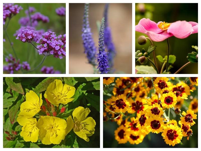 Zrównoważony ogród i rośliny przyjazne środowisku