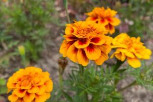 Aksamitka w Twoim Ogrodzie: Kiedy Siac W Doniczkach, A Kiedy W Gruncie?