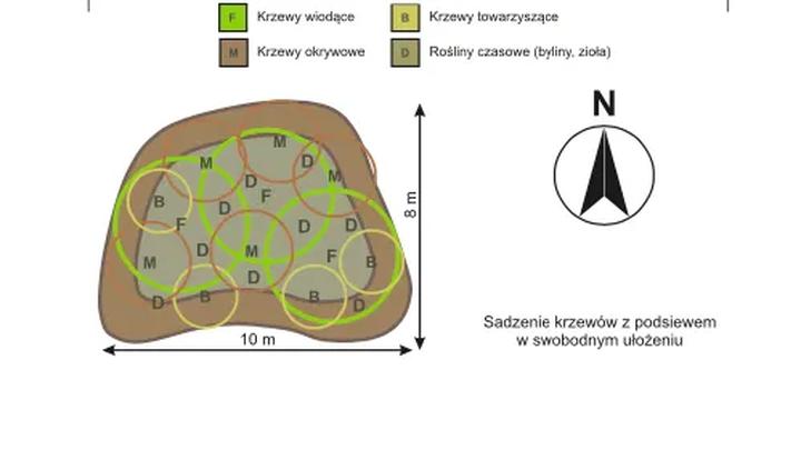 Idealne sąsiedztwo dla azalii i rododendronów – co posadzić obok tych pięknych krzewów?