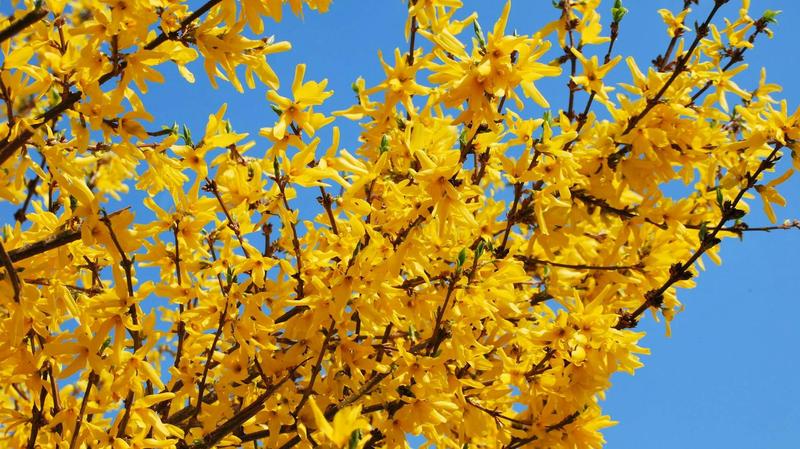 Idealny moment i techniki przycinania forsycji – krok po kroku