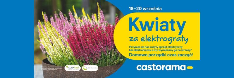 Jak ożywić uschnięte wrzosy po zimie? Sprawdź skuteczne sposoby na ich ratowanie!