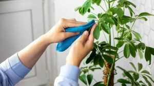 Jak pielęgnować i rozmnażać szeflerę: czy jej kwiat jest trujący?