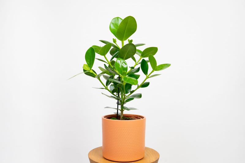 Jak skutecznie uprawiać i pielęgnować kluzję clusia rosea w domowym zaciszu?