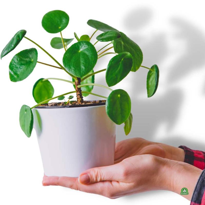 Jak skutecznie uprawiać i pielęgnować kwiat pieniążek?