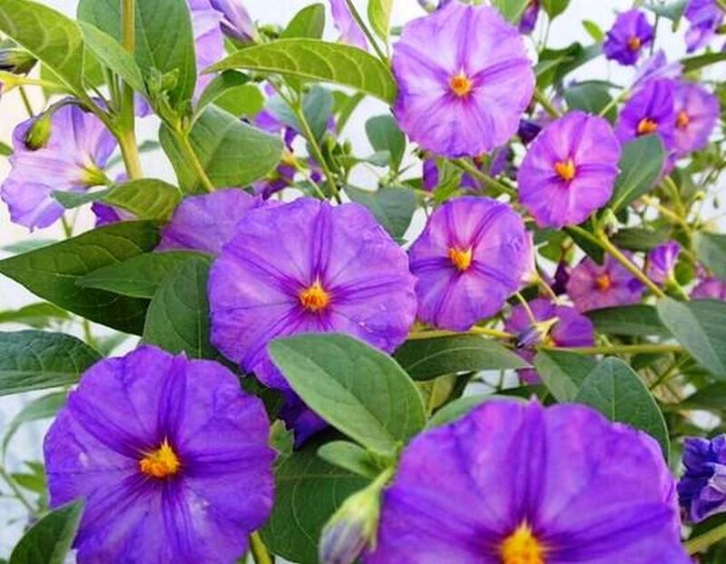 Jak skutecznie uprawiać i pielęgnować psiankę szafirową Burza?