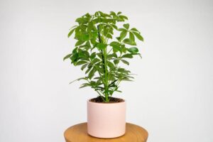 Jak skutecznie uprawiać i pielęgnować szeflerę drzewkowatą oraz rozmnożyć ją w kilku prostych krokach?