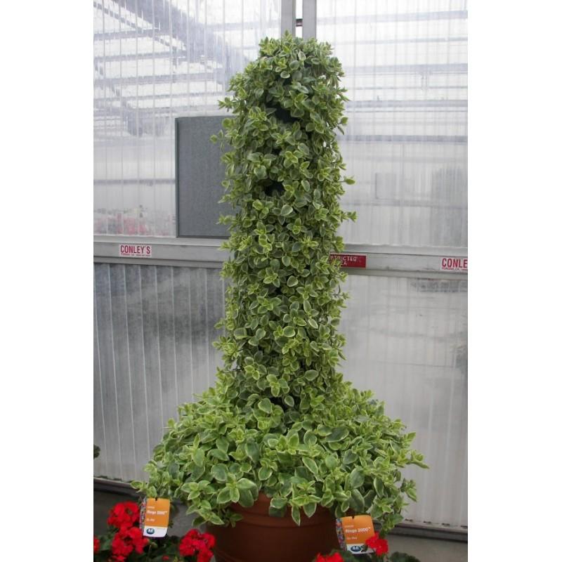 Jak skutecznie uprawiać i zimować przypoludnik stokrotkowy? Praktyczne porady dla miłośników dorotek