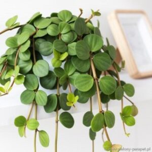 Jak skutecznie uprawiać peperomię happy bean i cieszyć się jej kwitnieniem?