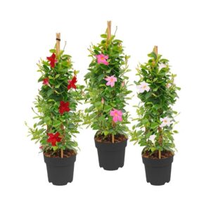 Jak skutecznie zimować dipladenię – praktyczne porady dla miłośników roślin