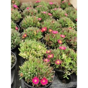 Jak skutecznie zimować słonecznicę i zadbać o nią na wiosnę?