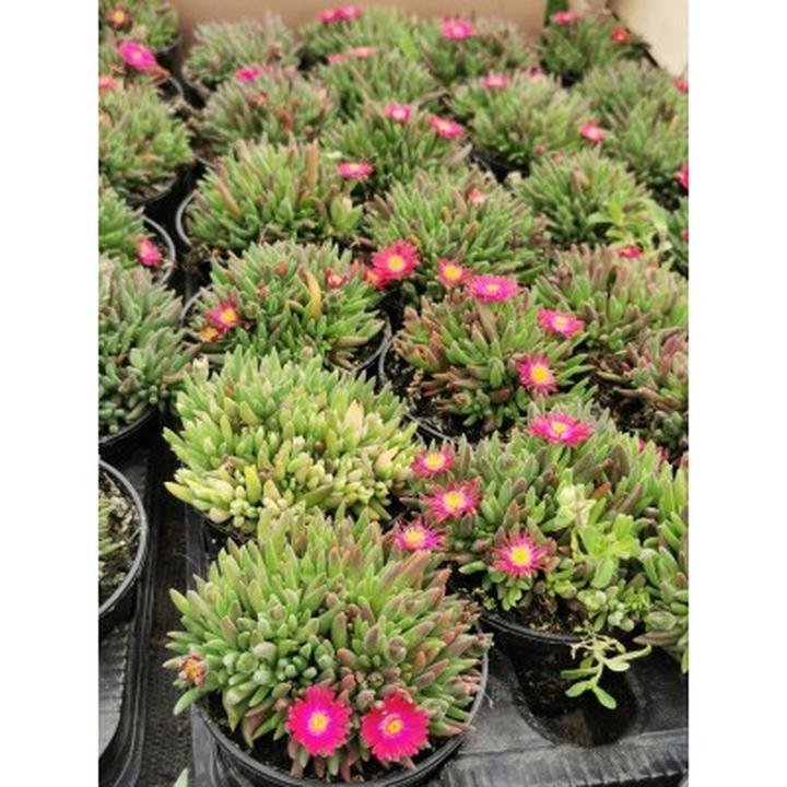 Jak skutecznie zimować słonecznicę i zadbać o nią na wiosnę?