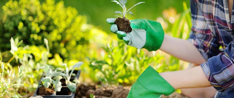 Jak szybko schnie grunt? Praktyczne porady dla każdego ogrodnika