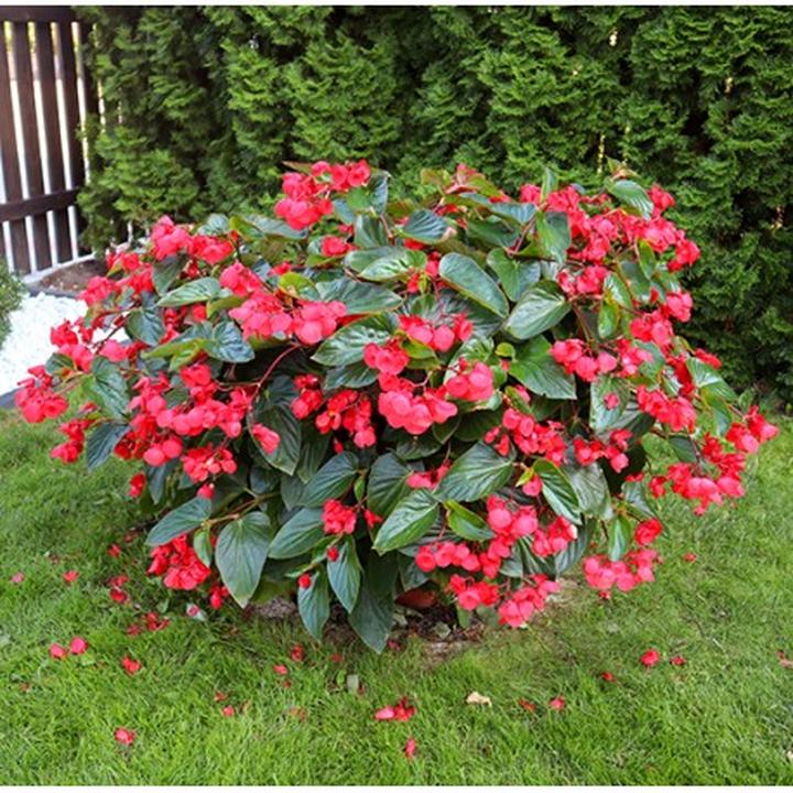 Jak zadbać o begonię dragon: porady dotyczące uprawy i pielęgnacji