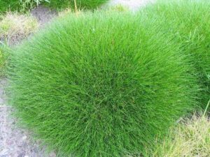 Jak zadbać o trawę niedźwiedzie futro po zimie, by pięknie rosła?