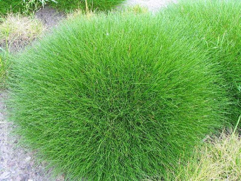 Jak zadbać o trawę niedźwiedzie futro po zimie, by pięknie rosła?