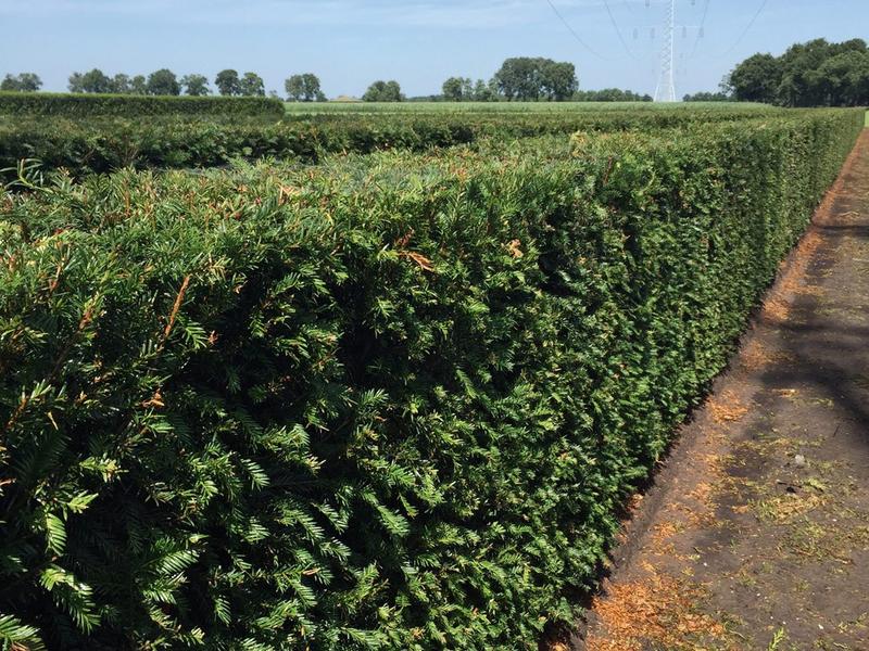 Jakie krzewy wybrać na żywopłot? Oto kilka szybkorosnących propozycji!