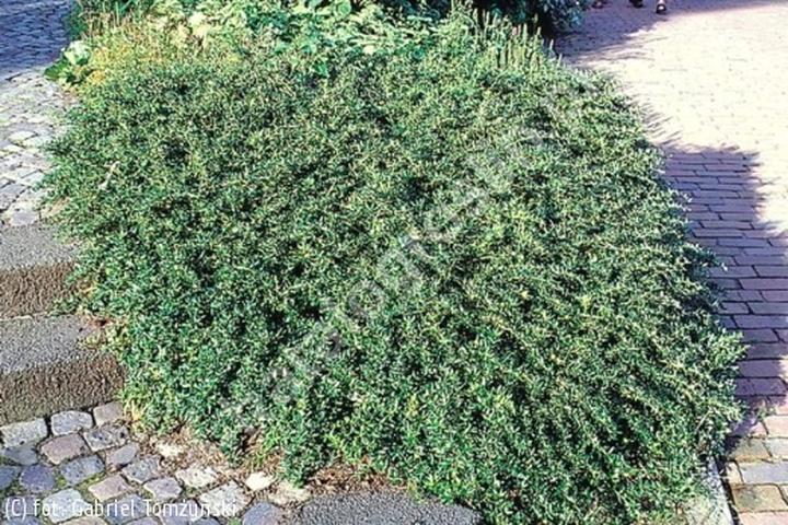 Jakie rośliny najlepiej łączyć z berberysem? Propozycje aranżacji w ogrodzie