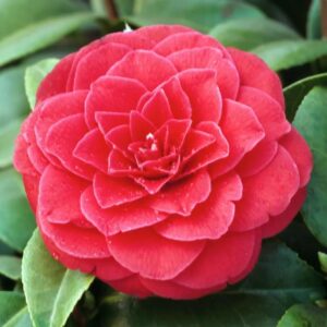 Kiedy zacznie kwitnąć kamelia i jak odpowiednio ją pielęgnować?