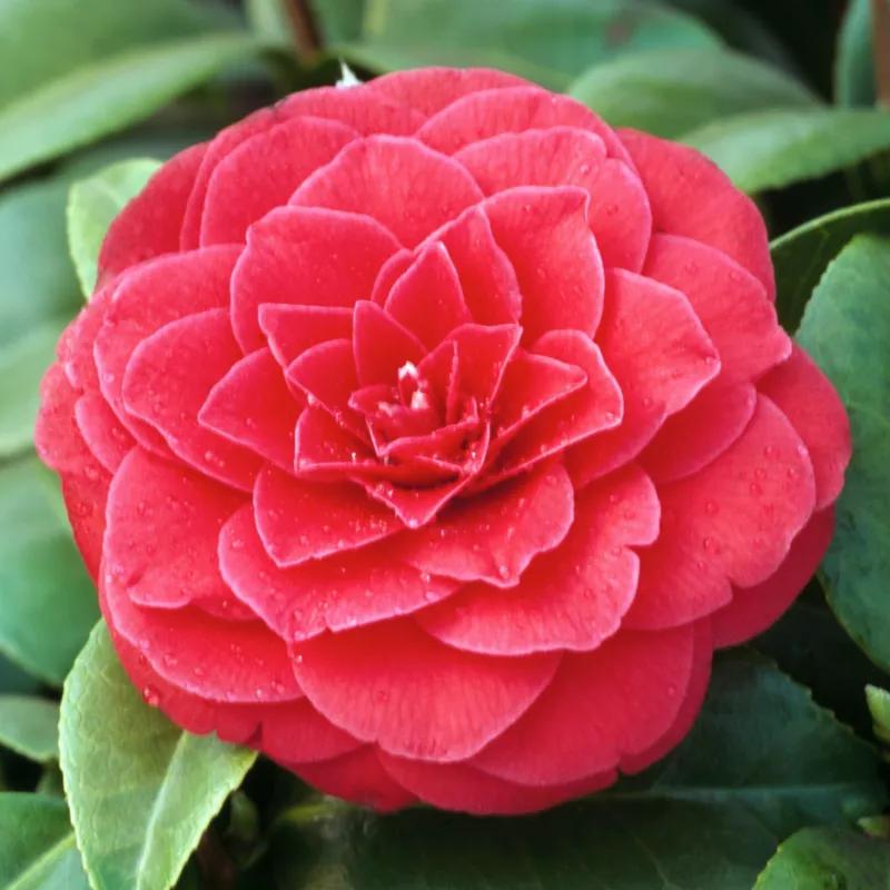 Kiedy zacznie kwitnąć kamelia i jak odpowiednio ją pielęgnować?