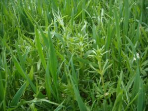 Najbardziej uciążliwe chwasty: jak je rozpoznać i skutecznie zwalczyć