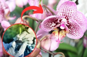 Najdroższe kwiaty świata – odkryj, które z nich potrafią zachwycić i wykończyć portfel